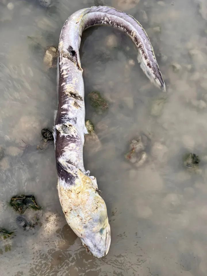 สัตว์ปริศนาโผล่ชายหาด หน้าตาชวนขนลุก สัตว์ปริศนาโผล่ชายหาด หน้าตาชวนขนลุก