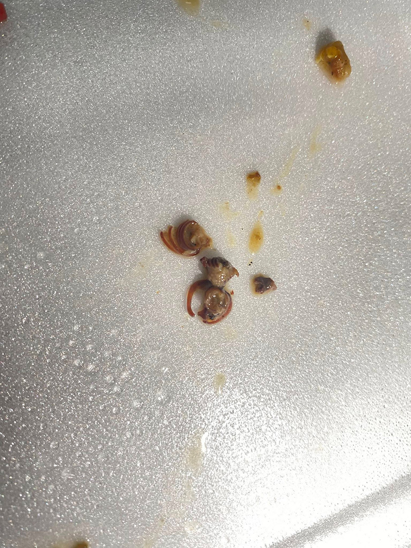 ช็อกเจอกิ้งกือในข้าวกล่อง งงเข้ามาได้ยังไง ช็อกเจอกิ้งกือในข้าวกล่อง งงเข้ามาได้ยังไง