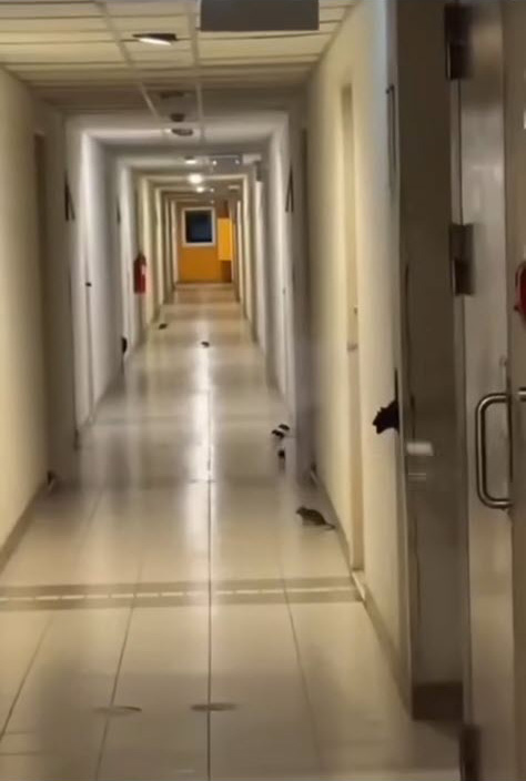 กองทัพหนู คอนโดรังสิต กองทัพหนู คอนโดรังสิต