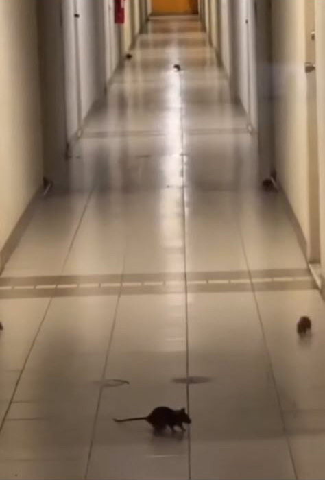 กองทัพหนู คอนโดรังสิต กองทัพหนู คอนโดรังสิต