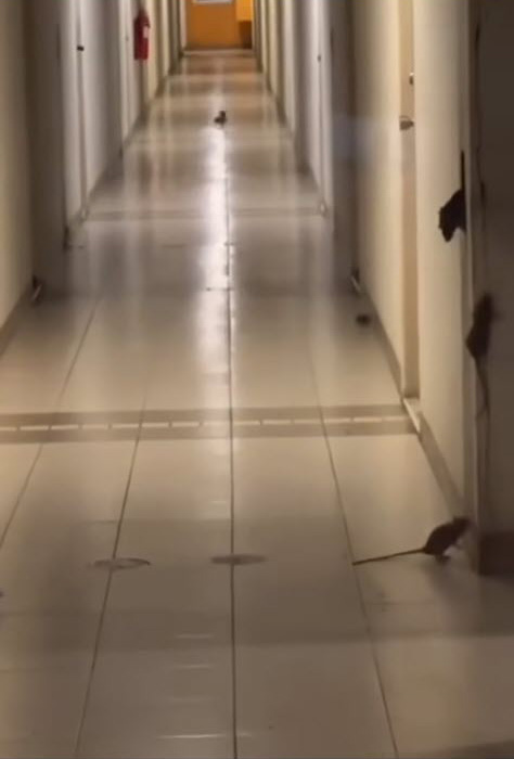 กองทัพหนู คอนโดรังสิต กองทัพหนู คอนโดรังสิต