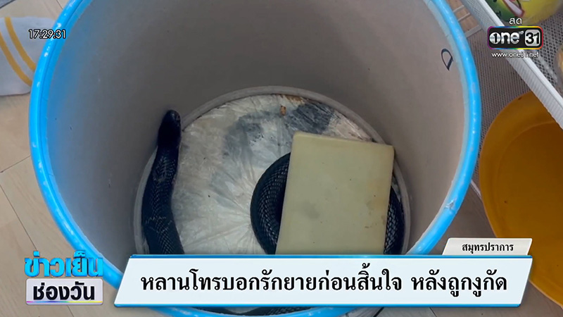 หนุ่มถูกงูเห่ากัด โทร. หายายสั่งลา ก่อนสิ้นใจคาสาย หนุ่มถูกงูเห่ากัด โทร. หายายสั่งลา ก่อนสิ้นใจคาสาย