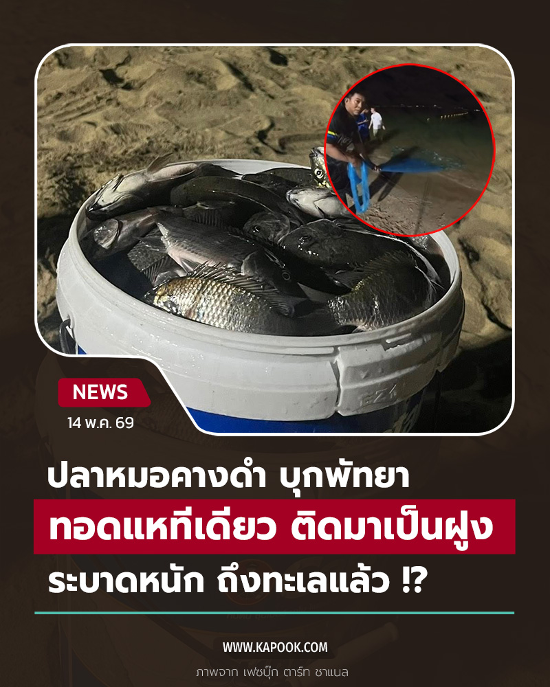 ปลาหมอคางดำ ปลาหมอคางดำ