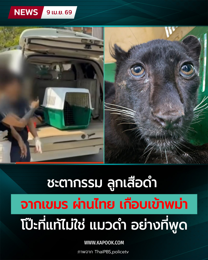 เสือดำ เสือดำ