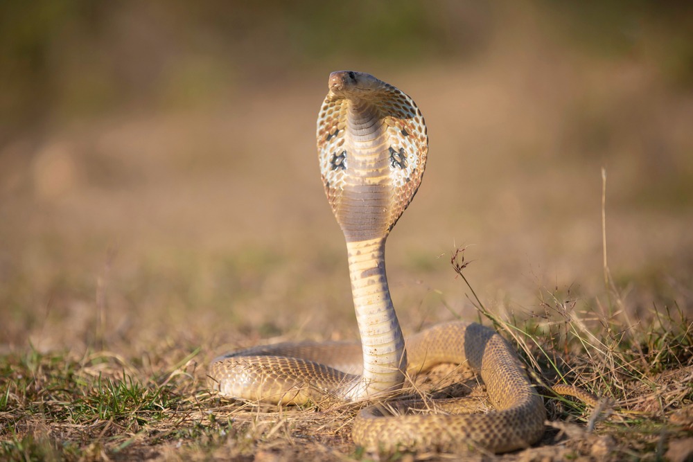 เด็กกัดงู เด็กกัดงู