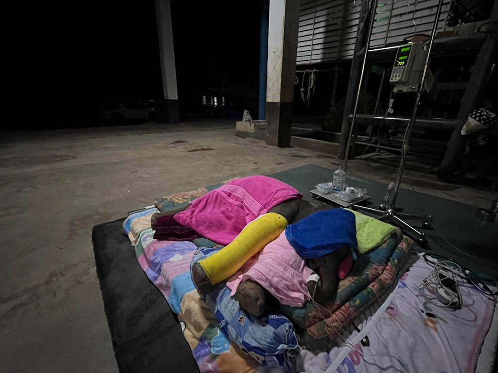 ช้างเด็กขาหัก ช้างเด็กขาหัก