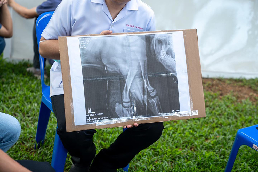 ช้างเด็กขาหัก ช้างเด็กขาหัก