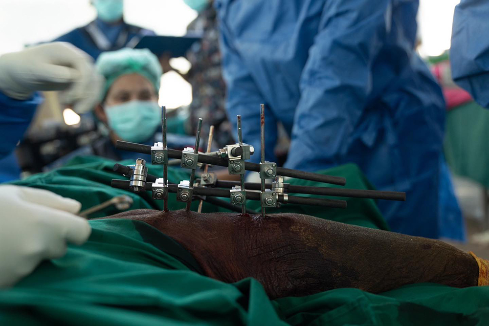 ช้างเด็กขาหัก ช้างเด็กขาหัก