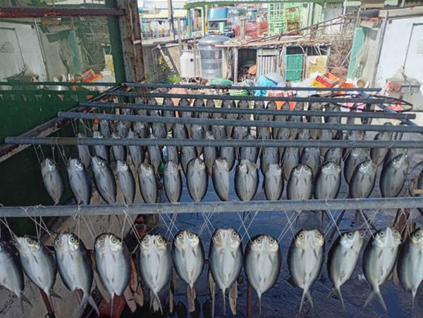 ไม่ใช่นกฮูกผี แต่คือปลาตากแห้ง ไม่ใช่นกฮูกผี แต่คือปลาตากแห้ง