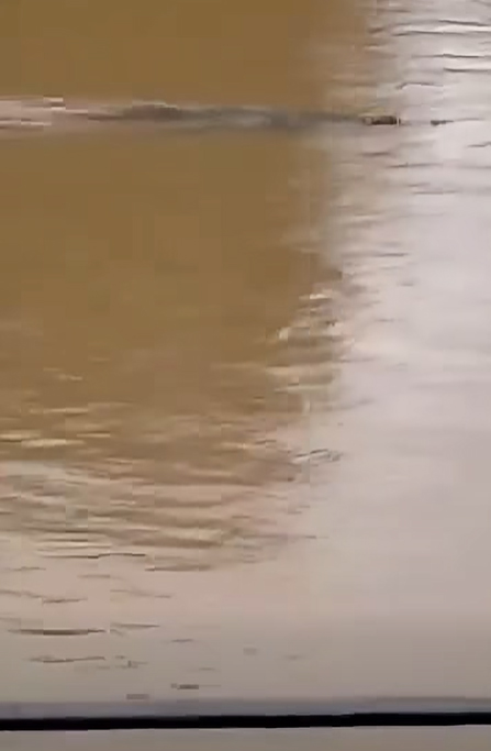 จระเข้หลุด น้ำท่วม จระเข้หลุด น้ำท่วม