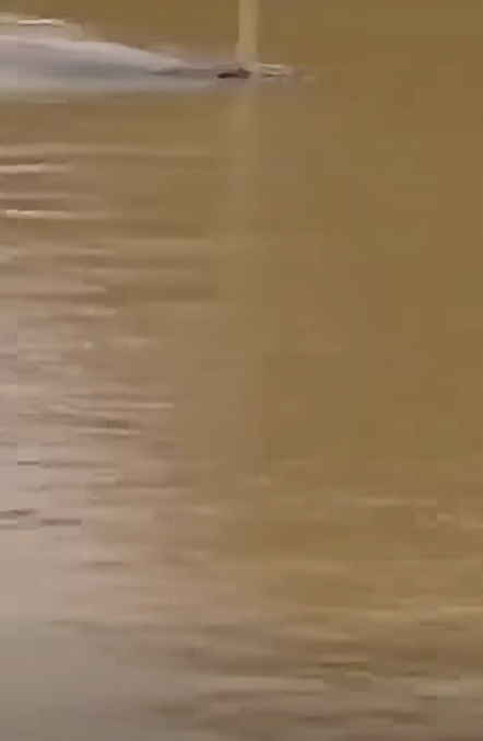จระเข้หลุด น้ำท่วม จระเข้หลุด น้ำท่วม