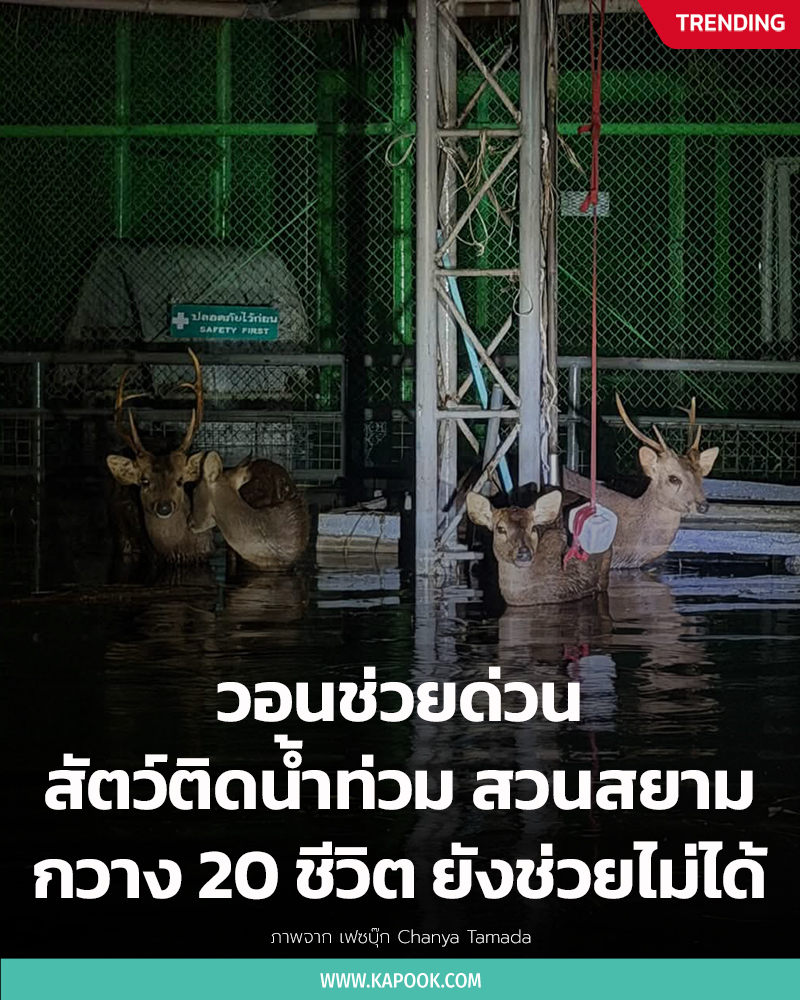 ช่วยกวาง สวนสัตว์น้ำท่วม ช่วยกวาง สวนสัตว์น้ำท่วม