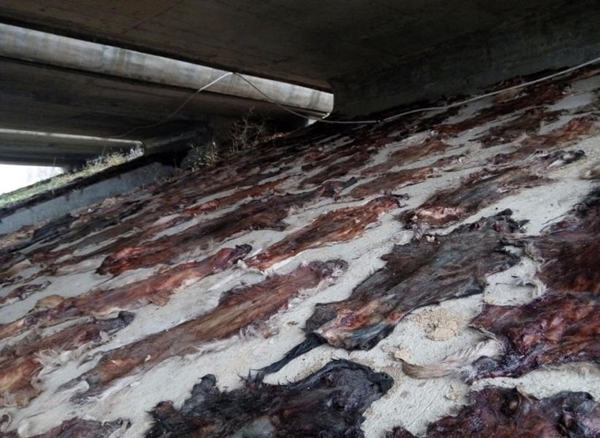 ตากหนังสุนัขใต้สะพาน ตากหนังสุนัขใต้สะพาน