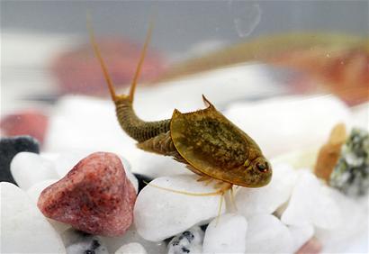 กุ้งนางฟ้า กุ้งนางฟ้า