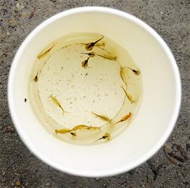 กุ้งนางฟ้า กุ้งนางฟ้า