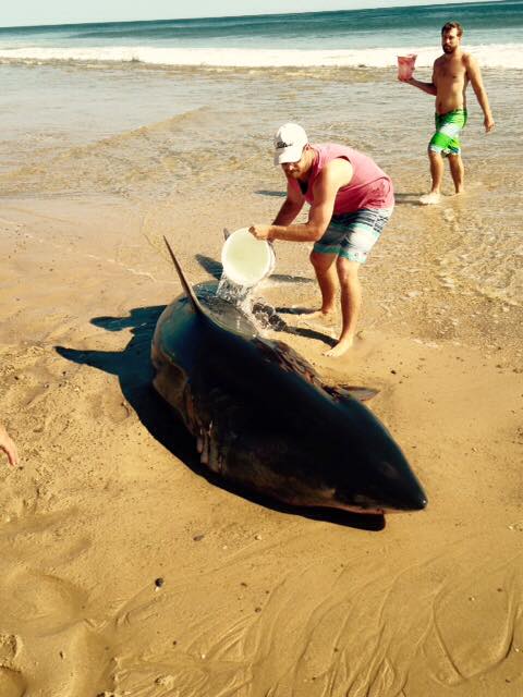 นักท่องเที่ยวช่วยฉลามขาวเกยตื้น นักท่องเที่ยวช่วยฉลามขาวเกยตื้น