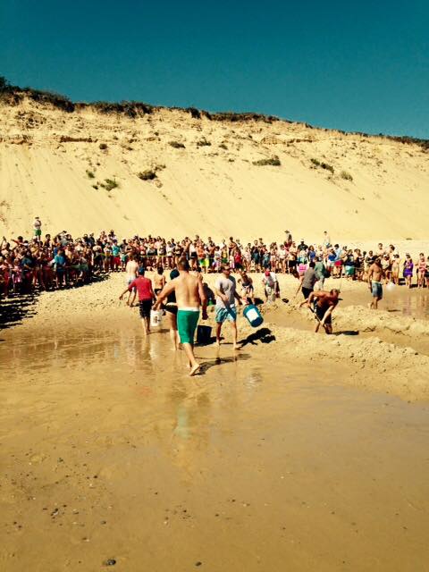 นักท่องเที่ยวช่วยฉลามขาวเกยตื้น นักท่องเที่ยวช่วยฉลามขาวเกยตื้น