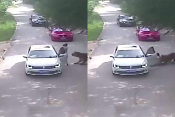 นักท่องเที่ยวถูกเสือขย้ำ นักท่องเที่ยวถูกเสือขย้ำ