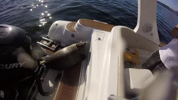 แมวน้ำ แมวน้ำ