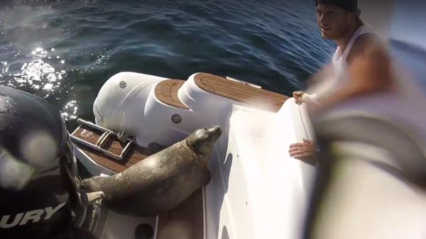 แมวน้ำ แมวน้ำ