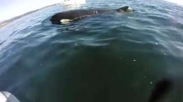 แมวน้ำ แมวน้ำ