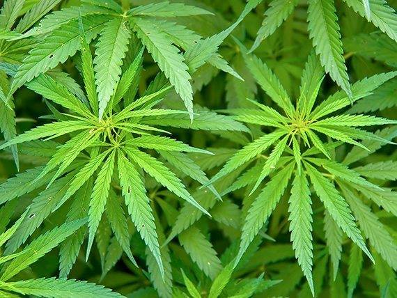 กัญชง กัญชง