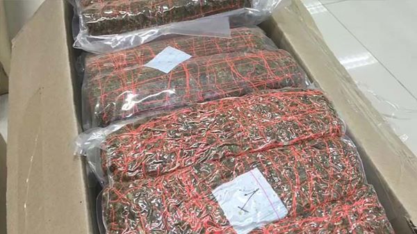 กัญชง กัญชง