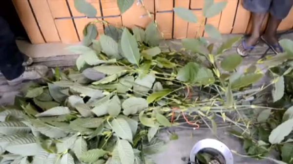 กัญชง กัญชง