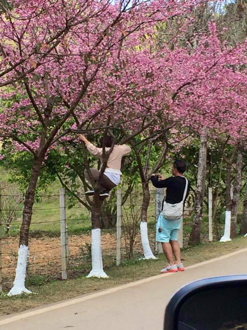 จวกยับ นักท่องเที่ยวปีนซากุระเมืองไทยถ่ายรูป วอนอย่าทำเช่นนี้อีก จวกยับ นักท่องเที่ยวปีนซากุระเมืองไทยถ่ายรูป วอนอย่าทำเช่นนี้อีก