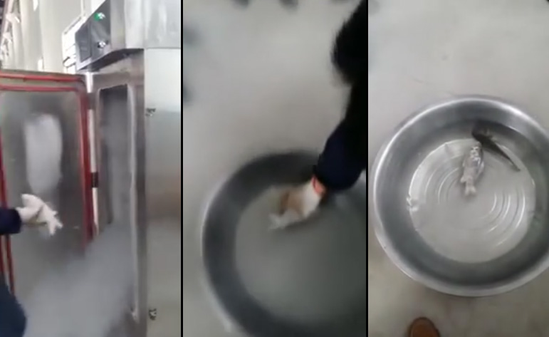 ปลาแช่แข็งคืนชีพ ปลาแช่แข็งคืนชีพ