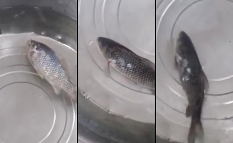 ปลาแช่แข็งคืนชีพ ปลาแช่แข็งคืนชีพ