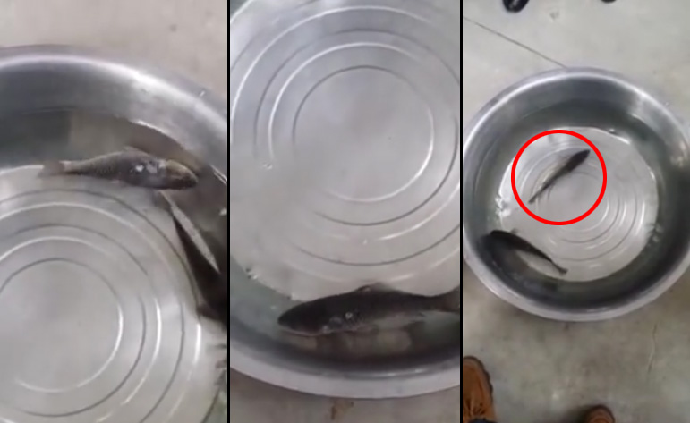 ปลาแช่แข็งคืนชีพ ปลาแช่แข็งคืนชีพ