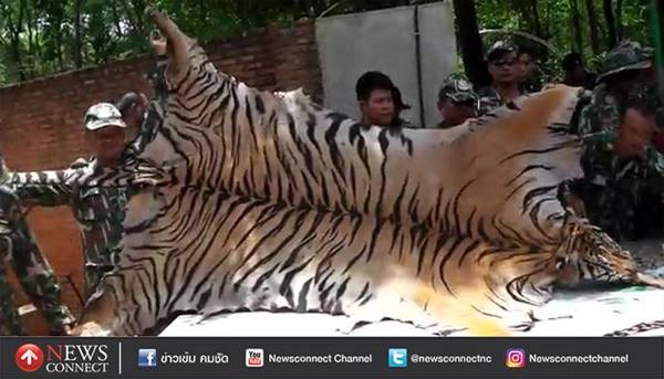 พบหนังเสือ ตะกรุดเขี้ยวเสือ ในวัดป่าหลวงตาบัวอีกเพียบ พบหนังเสือ ตะกรุดเขี้ยวเสือ ในวัดป่าหลวงตาบัวอีกเพียบ