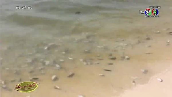 ยันคุณภาพน้ำทะเลเมืองระยองปกติ หลังพบปลาสลิดหินลอยตายเต็มหาด ยันคุณภาพน้ำทะเลเมืองระยองปกติ หลังพบปลาสลิดหินลอยตายเต็มหาด