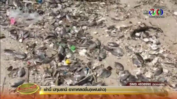 ยันคุณภาพน้ำทะเลเมืองระยองปกติ หลังพบปลาสลิดหินลอยตายเต็มหาด ยันคุณภาพน้ำทะเลเมืองระยองปกติ หลังพบปลาสลิดหินลอยตายเต็มหาด