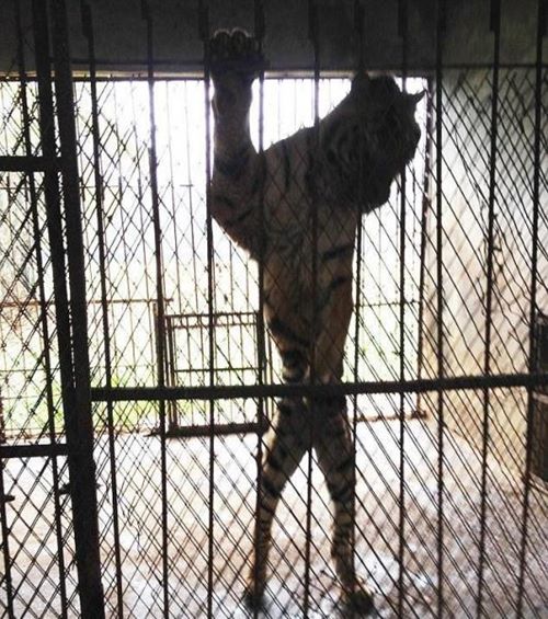 สวนสัตว์จีนปล่อยเสืออดอยากตาย เอากระดูกดองเหล้าขาย ได้เงินดีกว่า สวนสัตว์จีนปล่อยเสืออดอยากตาย เอากระดูกดองเหล้าขาย ได้เงินดีกว่า