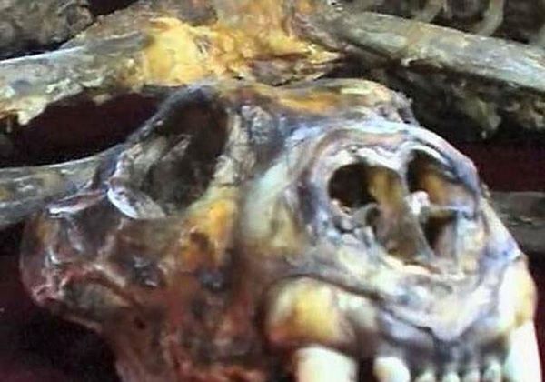 สวนสัตว์จีนปล่อยเสืออดอยากตาย เอากระดูกดองเหล้าขาย ได้เงินดีกว่า สวนสัตว์จีนปล่อยเสืออดอยากตาย เอากระดูกดองเหล้าขาย ได้เงินดีกว่า