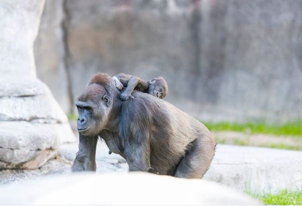 กอริลล่า กอริลล่า