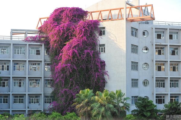 เฟื่องฟ้ากอยักษ์เลื้อยพันตึก เฟื่องฟ้ากอยักษ์เลื้อยพันตึก