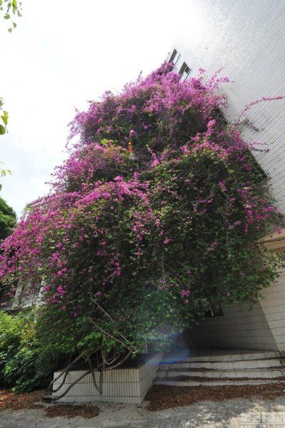 เฟื่องฟ้ากอยักษ์เลื้อยพันตึก เฟื่องฟ้ากอยักษ์เลื้อยพันตึก