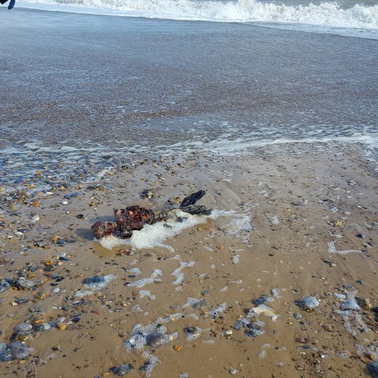 ซากเงือก ซากเงือก