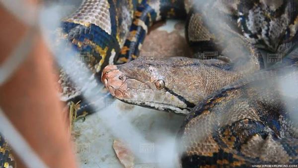 งูเหลือมยักษ์ งูเหลือมยักษ์