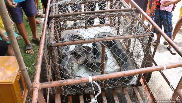 งูเหลือมยักษ์ งูเหลือมยักษ์