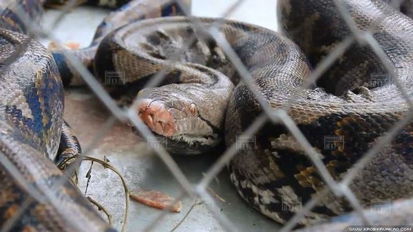 งูเหลือมยักษ์ งูเหลือมยักษ์