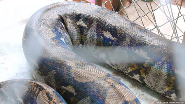 งูเหลือมยักษ์ งูเหลือมยักษ์