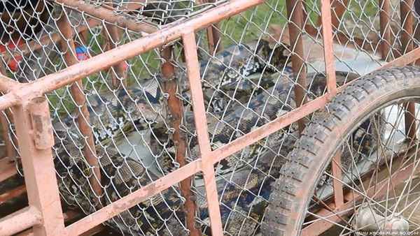 งูเหลือมยักษ์ งูเหลือมยักษ์