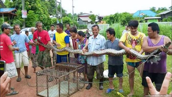 งูเหลือมยักษ์ งูเหลือมยักษ์