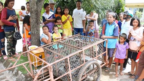 งูเหลือมยักษ์ งูเหลือมยักษ์