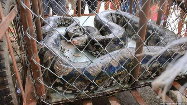 งูเหลือมยักษ์ งูเหลือมยักษ์