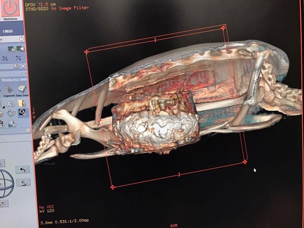 เต่าทะเลกลืนเหรียญลงท้อง เต่าทะเลกลืนเหรียญลงท้อง